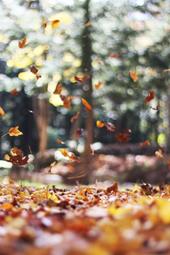 Image d'atmosphère d'automne